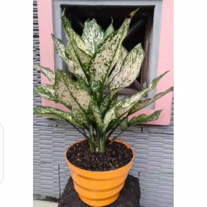 aglaonema snowhite
