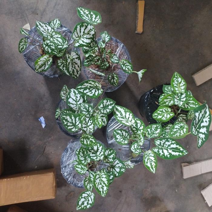 keladi mutiara mini