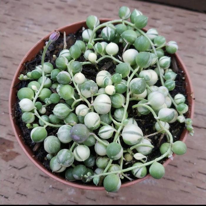 Kaktus tasbih varigata /tanaman hoya tasbih musa varigata