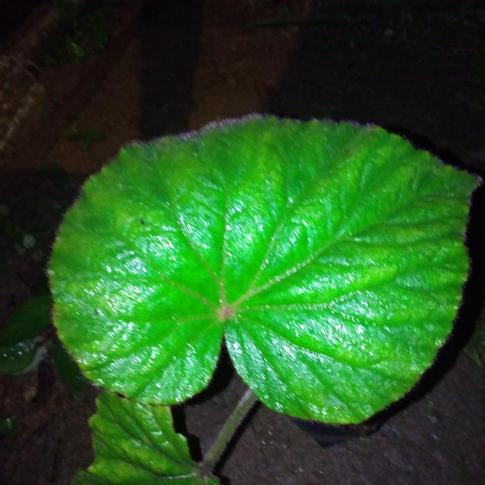 begonia red
