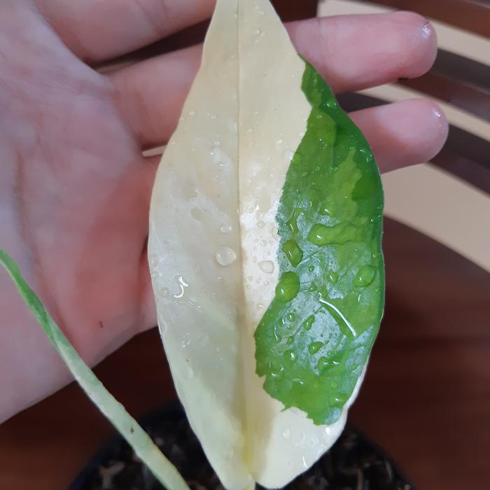 epipremnum varigata( mewah) seperti foto 03