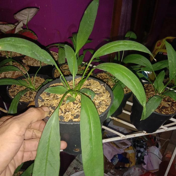pohon anturium dasi