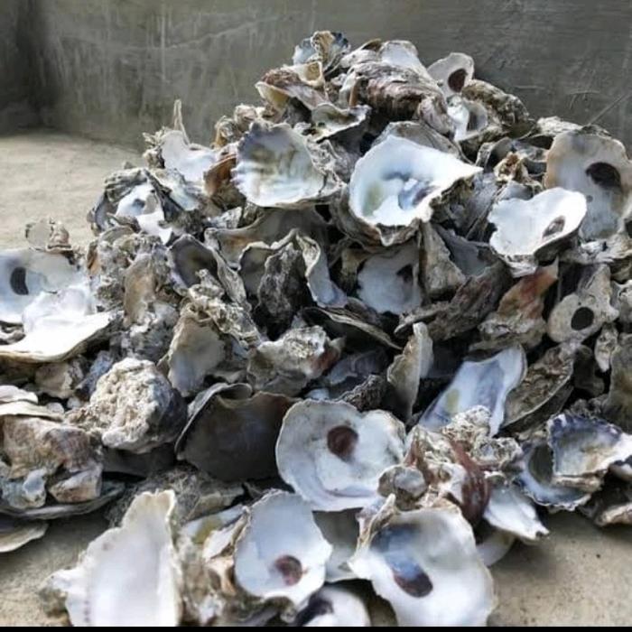OYSTER KULIT KERANG TIRAM 1 KG FILTER AQUARIUM KOLAM