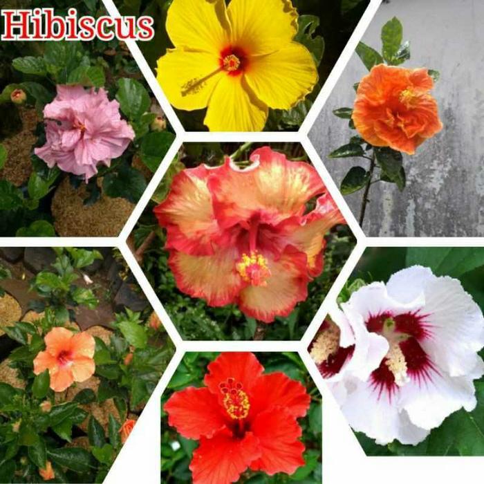 PAKET HEMAT MURAH!! 7 JENIS BUNGA KEMBANG SEPATU HIBISCUS TUMPUK