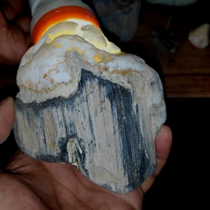Fosil Getah kayu Besi ulin