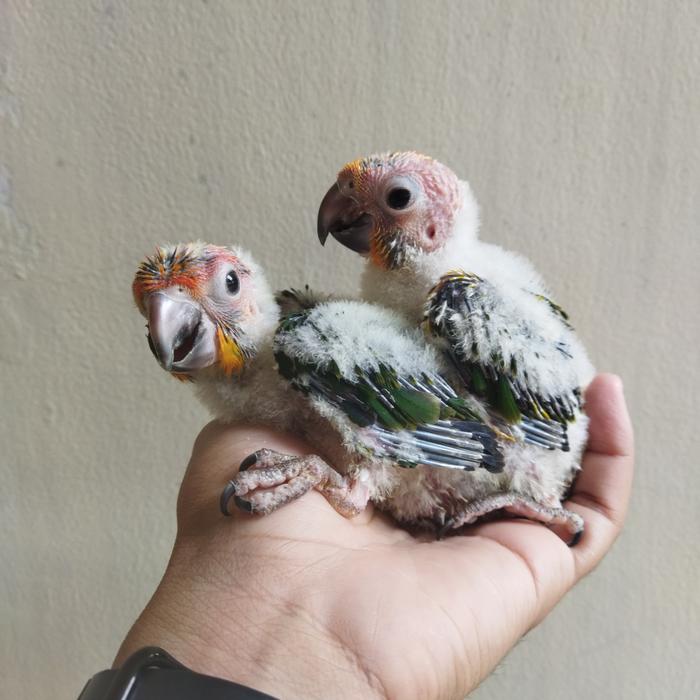 Baby sun conure local breed