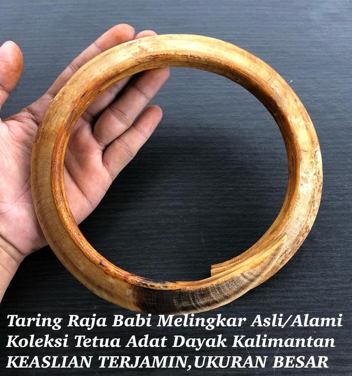 Taring Babi Melingkar Super Asli Untuk Liontin ACC Etnik Dayak 011