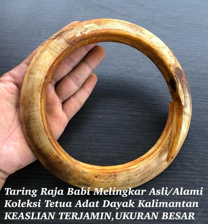 Taring Babi Asli Kalimantan Melingkar Alami Super Langka 2425