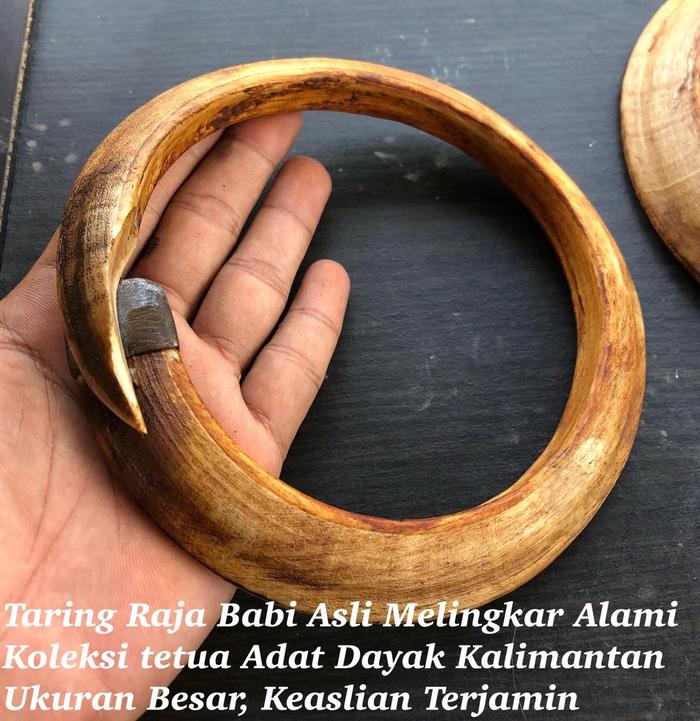 Taring Babi Melingkar Super Asli Untuk Liontin ACC Etnik Dayak