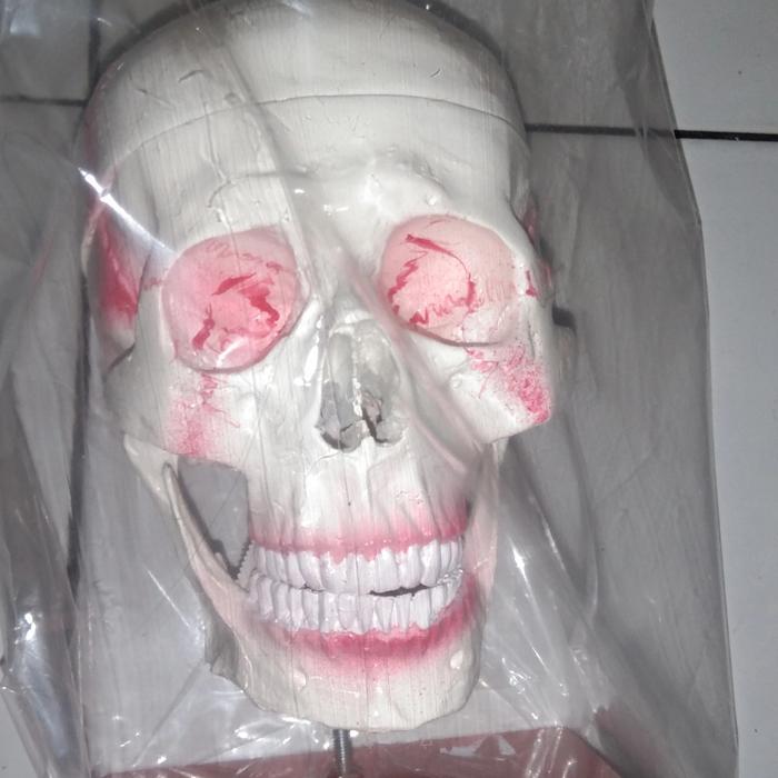model kepala manusia // tengkorak kepala manusia semi durabel