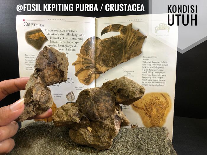 Fosil Kepiting Purba R3 atau Fosil Crustacea atau Fosil Yuyu Rumpung