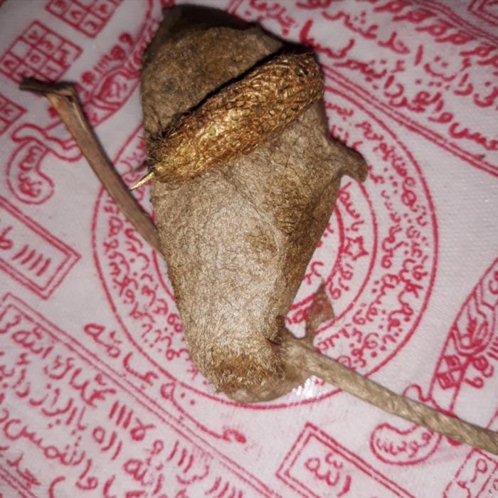 Kepompong Wesi kuning Berkhodam