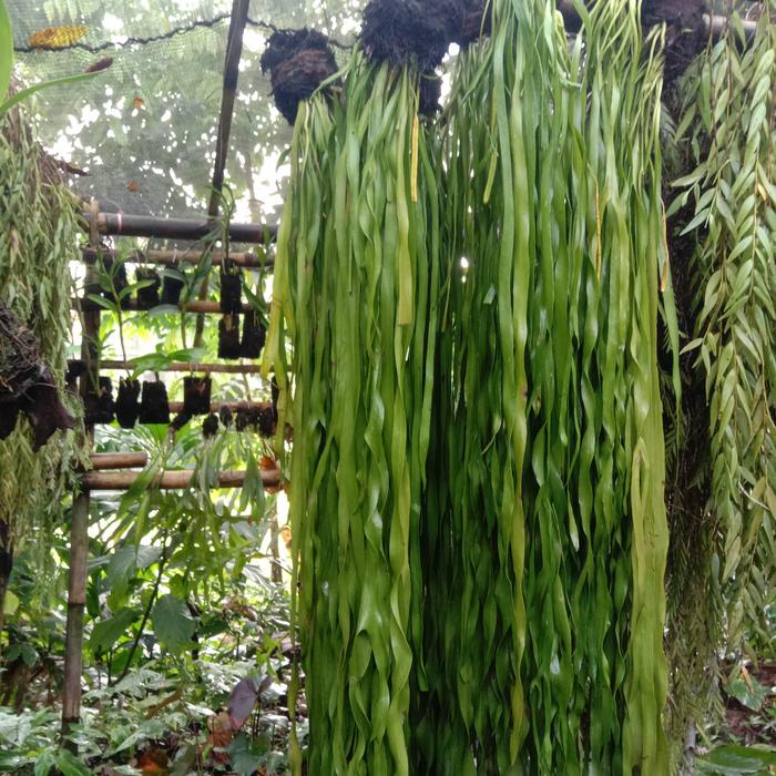 RUMPAI DASI FRESH 1 RUMPUN