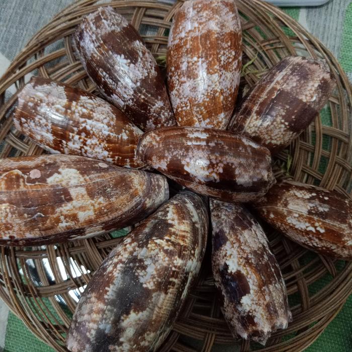 CANGKANG KERANG CONUS GEOGRAPHUS