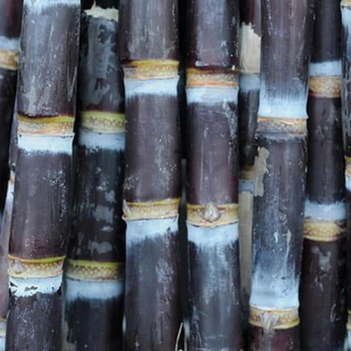 tebu ireng /wulung hitam