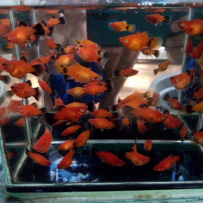 ikan hiyas bleck til perpaket isi 7 ekor ikan sehat cantik buat hiyas