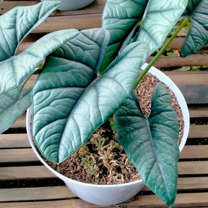 alokasia bisma/alokasia nebula/alokasia reginae