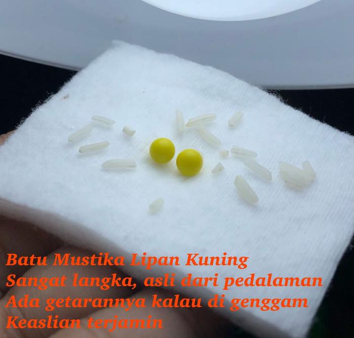 Mustika Lipan Kuning Asli Kalimantan