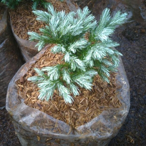 cemara perak