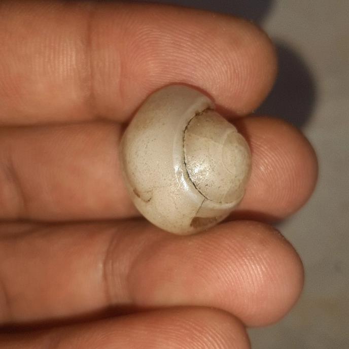 batu mustika keong kuno