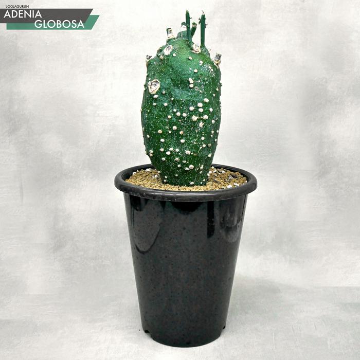 Adenia Globosa (Tanaman Caudex)