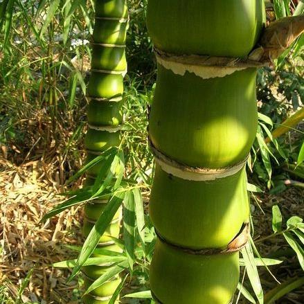tanaman bambu botol(bambu tasbih)