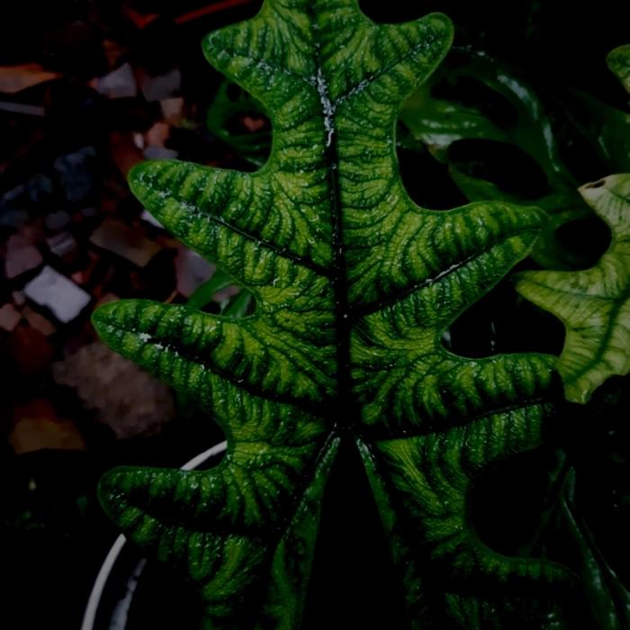 alocasia jacklyn