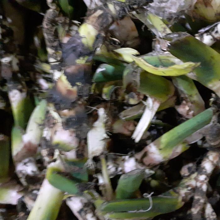 Jerangau/Jeringau (Acorus Calamus) 500 gr