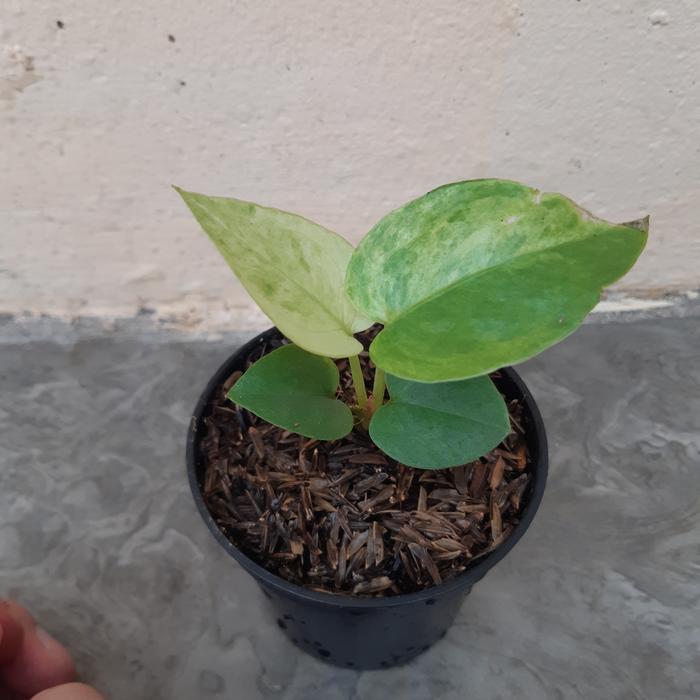 antorium hokeri varigata putih marbel y
