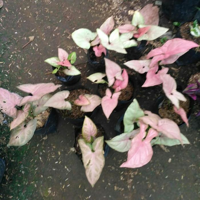 singonium pink