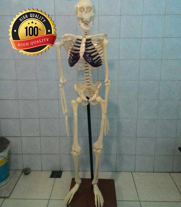 Model tengkorak kerangka manusia