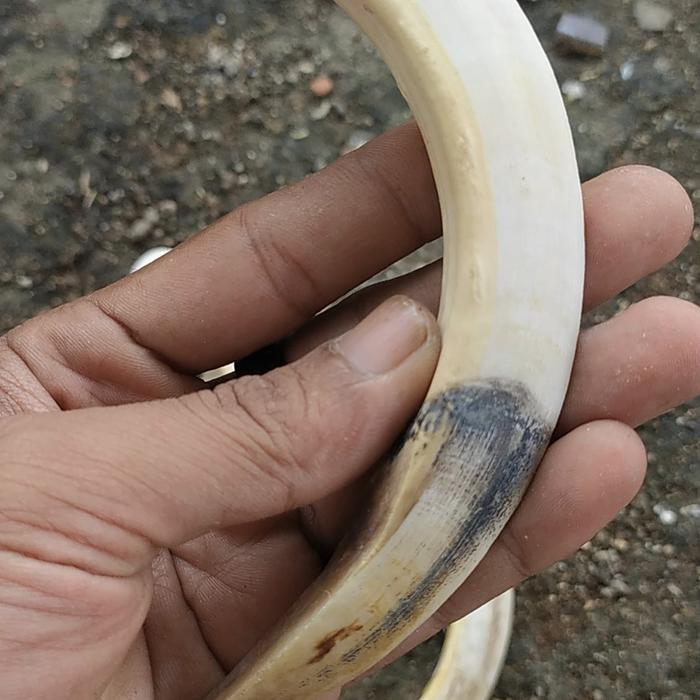 LIONTIN kalung 15cm tarbi Taring Babi Jumbo Asli 100% Barang Langka Kualitas Bagus Harga Merakyat