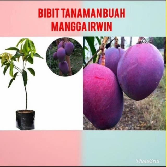 Bibit Mangga Irwin ungu mangga ungu okulasi tanaman buah