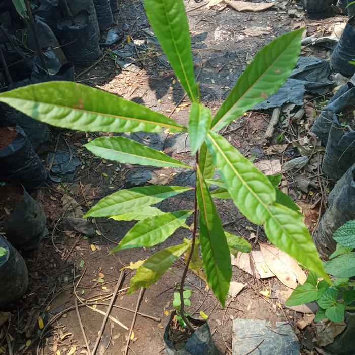 bibit jenitri bahan pembuat Tasbih