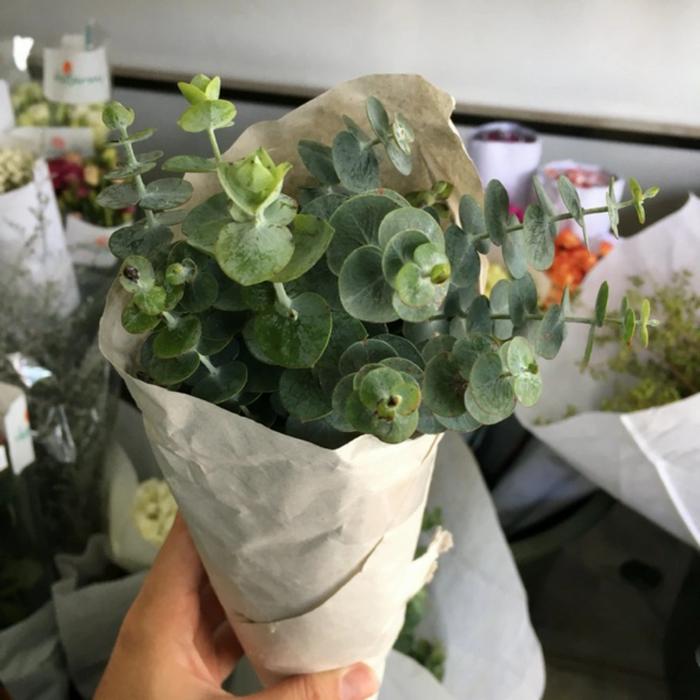 silver dollar leaf daun