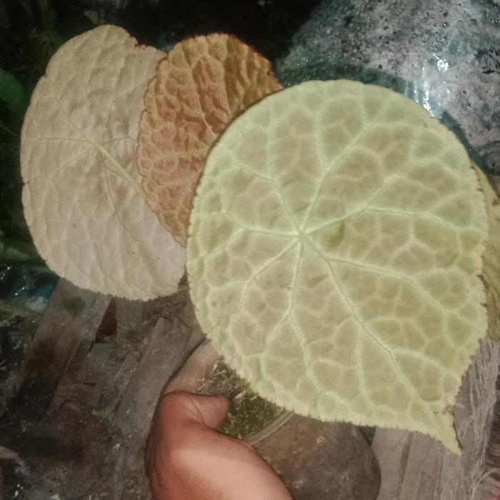 begonia sp kaltim