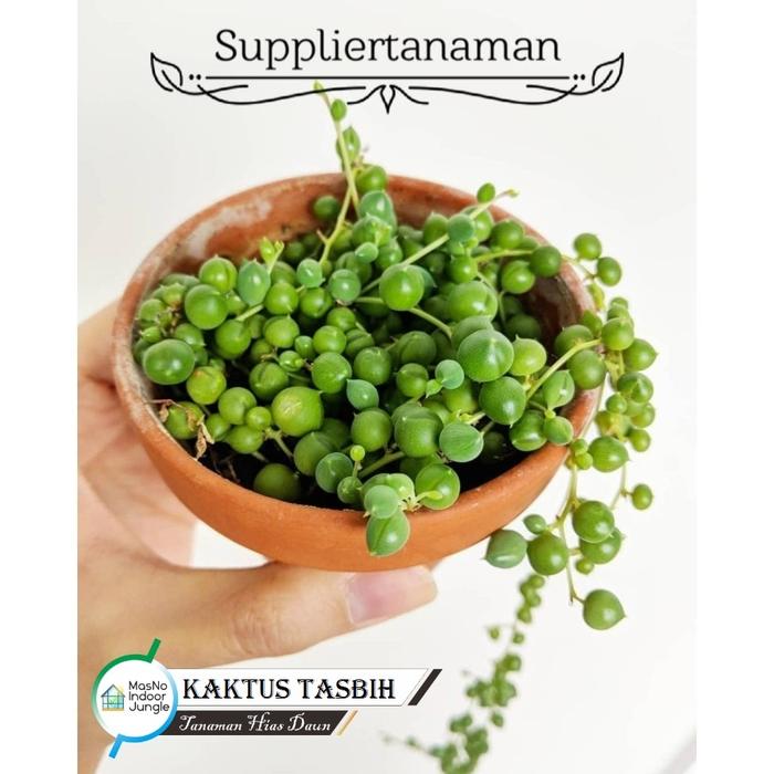 Tanaman Sukulen/Kaktus Tasbih
