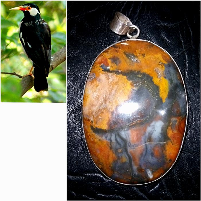 panca warna gambar burung