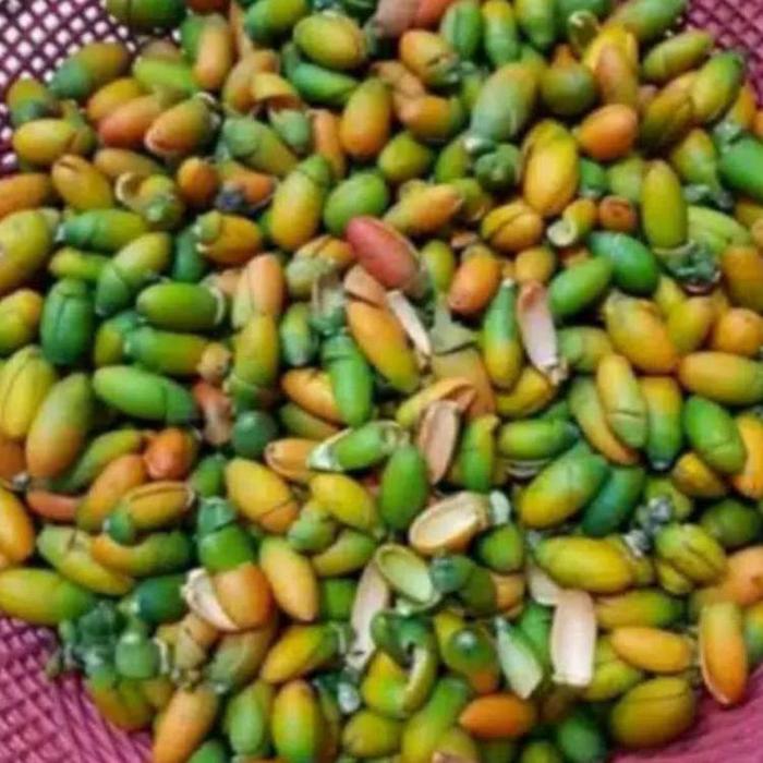 KULIT MELINJO SEGAR | MELINJO MENTAH | MELINJO KUNING