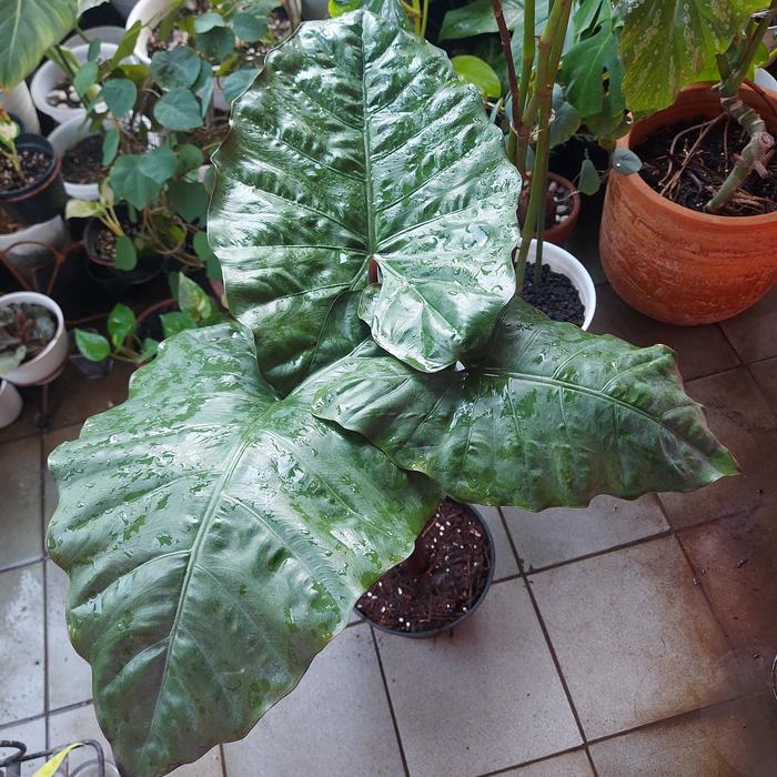 Alocasia Plumbea (Sente Hitam)