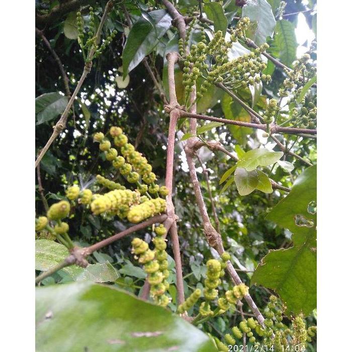 MELINJO | KEMBANG MELINJO | SUCENG | UCENG | KEROTO MELINJO