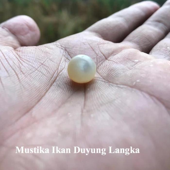 Batu Mustika Ikan Duyung Langka dan Asli