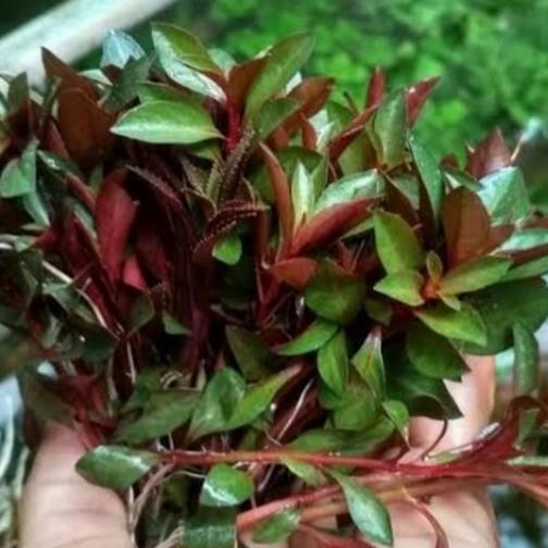 ludwigia red rubin