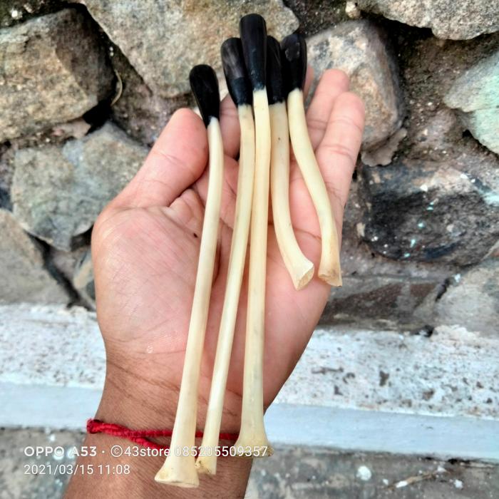 once tulang kalong kombinasi
