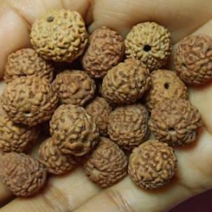 jenitri rudraksha mukhi 6789 kiloan