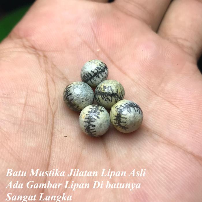 Mustika Lipan Bergambar Lipan 5pcs Borongan Asli Pedalaman