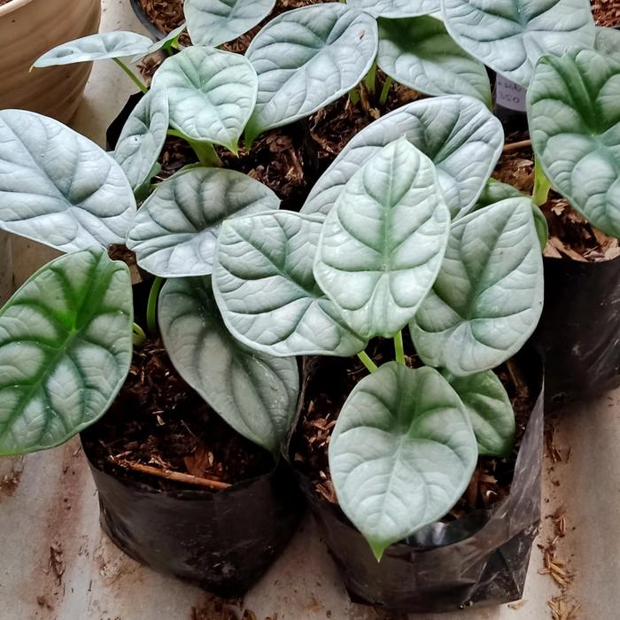 alokasia silver dragon