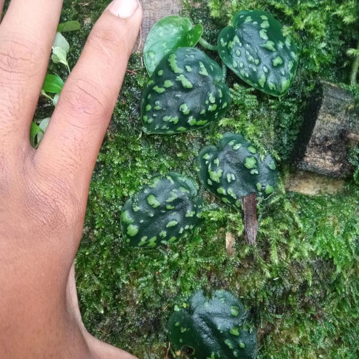 scindapsus sp