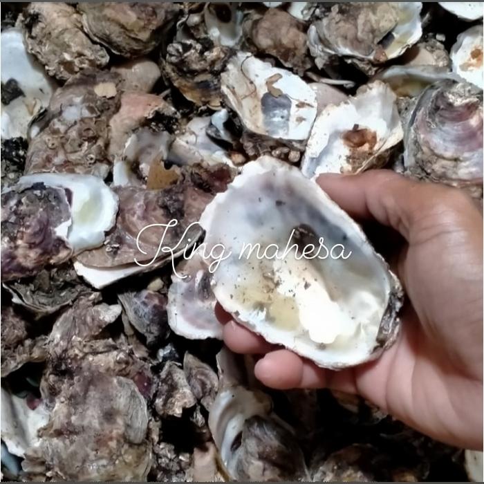kulit oyster(cangkang tiram)