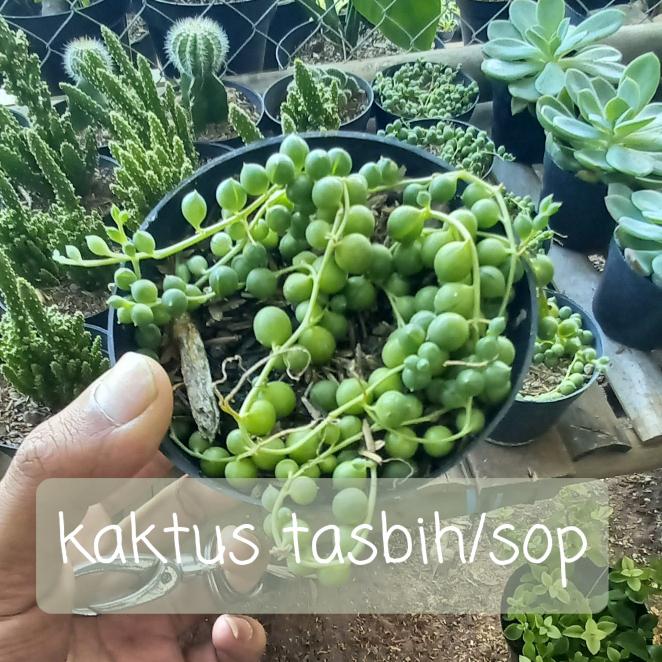 TANAMAN HIAS KAKTUS TASBIH MINI